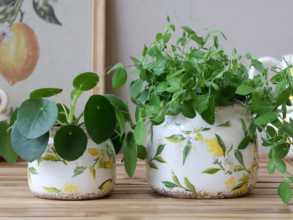 Limone Skjuler m. citronmotiv